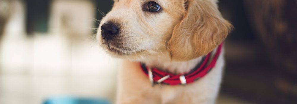 pet health insurance Pocahontas AR